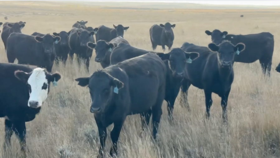 Spectacular Northern heifers! 925-975lbs – Your choice between March & April calvers! BH924A5